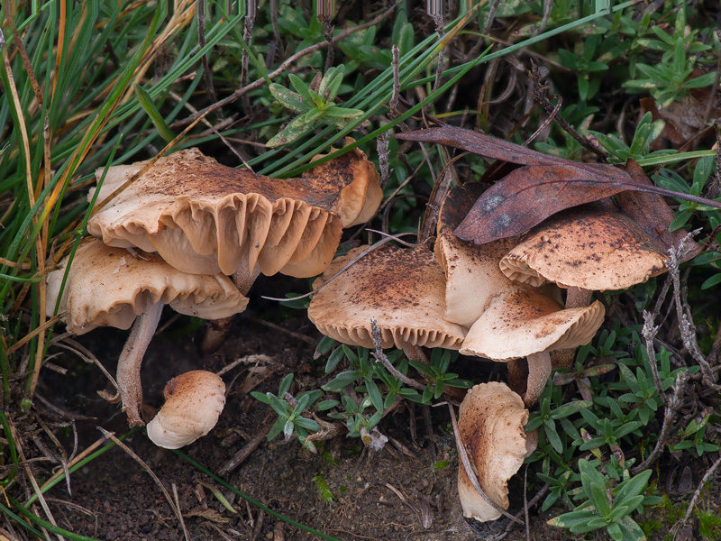 Marasmiellus carneopallidus